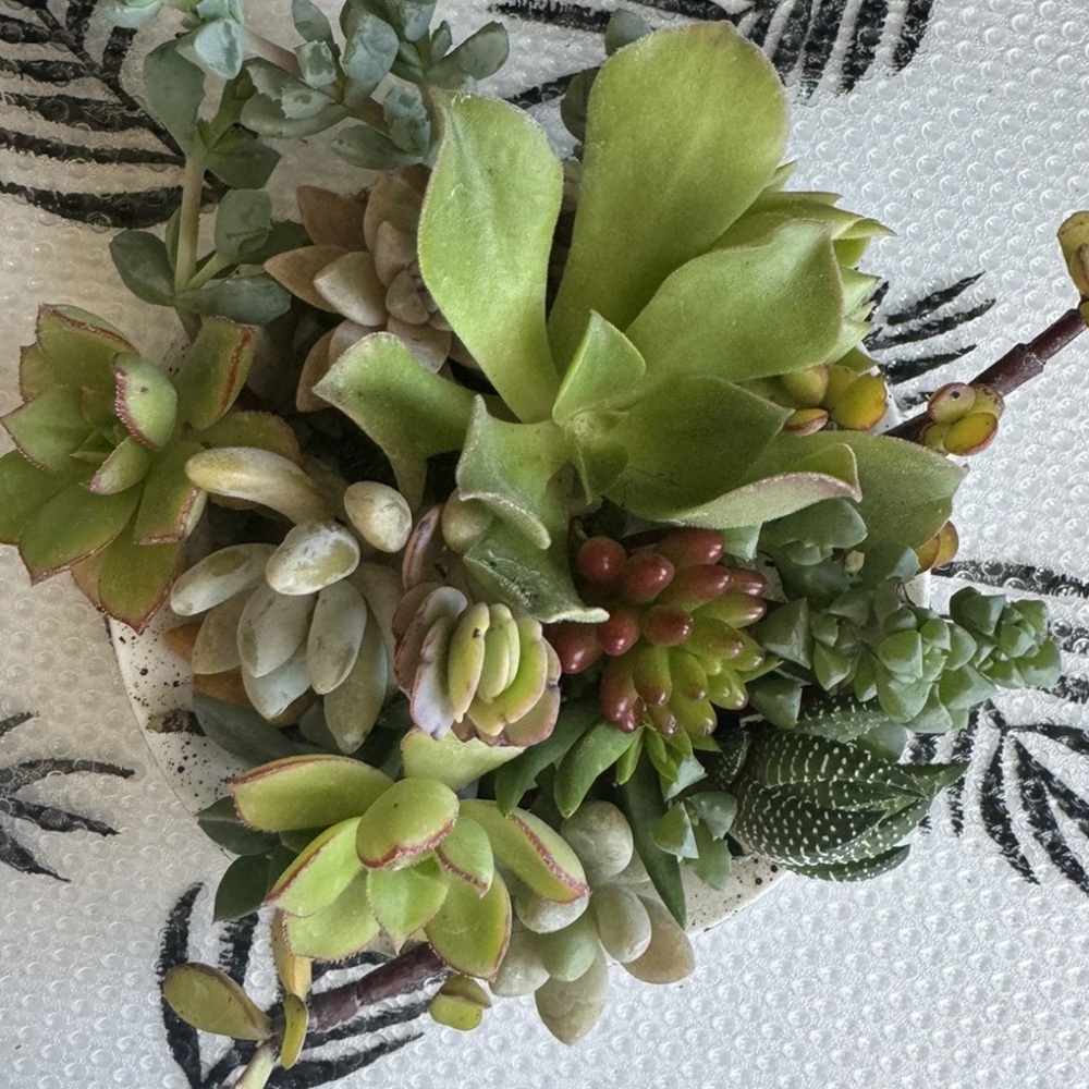 10 Assorted Live Succulent Cutting Clippings—Potting, Dish, Garden, Terrarium - Picture 4 of 4